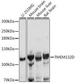 TMEM132D Polyclonal Antibody