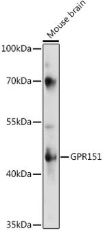 GPR151 Polyclonal Antibody