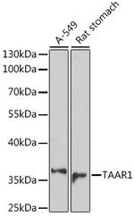 TAAR1 Polyclonal Antibody