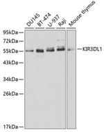 KIR3DL1 Polyclonal Antibody