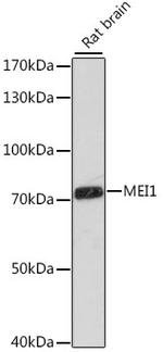 MEI1 Polyclonal Antibody