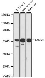 SAMD3 Antibody in Western Blot (WB)