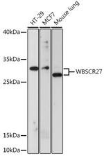 WBSCR27 Antibody in Western Blot (WB)