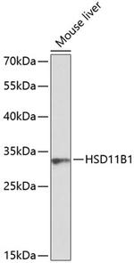 HSD11B1 Polyclonal Antibody