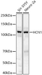 HCN1 Antibody in Western Blot (WB)