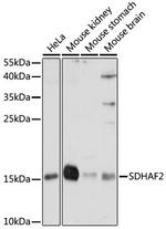 C11orf79 Polyclonal Antibody