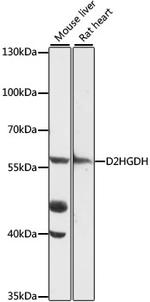D2HGDH Polyclonal Antibody