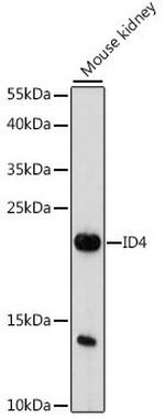 ID4 Polyclonal Antibody