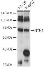 NTN1 Polyclonal Antibody