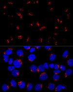 GM130 Antibody in Immunocytochemistry (ICC/IF)