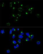 GM130 Antibody in Immunocytochemistry (ICC/IF)