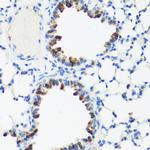 GM130 Antibody in Immunohistochemistry (Paraffin) (IHC (P))