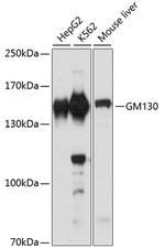 GM130 Antibody in Western Blot (WB)