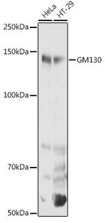 GM130 Antibody in Western Blot (WB)