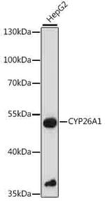 CYP26A1 Polyclonal Antibody