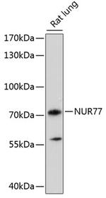 NR4A1 Antibody in Western Blot (WB)