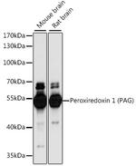 PAG1 Polyclonal Antibody