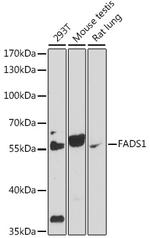FADS1 Polyclonal Antibody