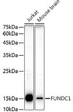 FUNDC1 Polyclonal Antibody