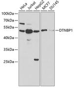 DTNBP1 Polyclonal Antibody
