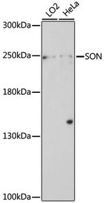 SON Polyclonal Antibody