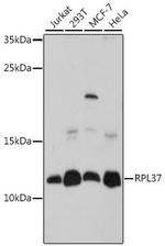 RPL37 Polyclonal Antibody