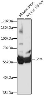 EGR4 Polyclonal Antibody