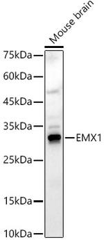 EMX1 Polyclonal Antibody
