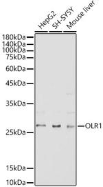 LOX-1 Polyclonal Antibody