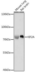 KIF2A Polyclonal Antibody