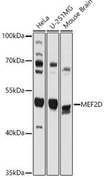 MEF2D Polyclonal Antibody