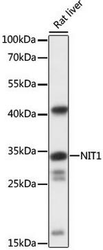 NIT1 Polyclonal Antibody