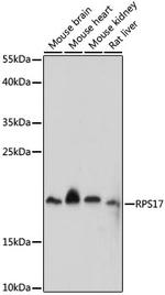 RPS17 Polyclonal Antibody