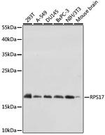 RPS17 Antibody in Western Blot (WB)