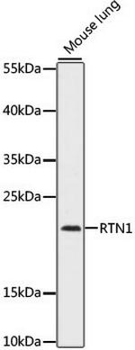 RTN1 Polyclonal Antibody