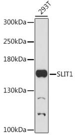 SLIT1 Polyclonal Antibody