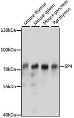 SP4 Polyclonal Antibody