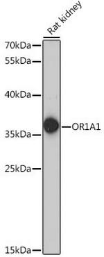 OR1A1 Polyclonal Antibody