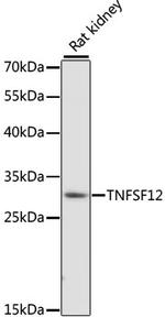 TWEAK Polyclonal Antibody