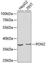 PON2 Polyclonal Antibody