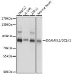 DCLK1 Antibody in Western Blot (WB)