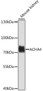 CHRNA4 Polyclonal Antibody