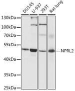 NPRL2 Polyclonal Antibody