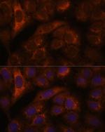 HEBP2 Polyclonal Antibody