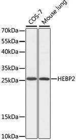 HEBP2 Antibody in Western Blot (WB)
