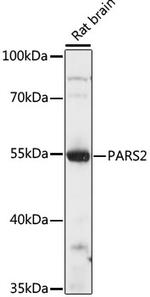 PARS2 Polyclonal Antibody