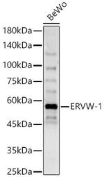 HERV Polyclonal Antibody