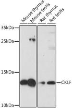 CKLF Polyclonal Antibody