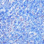 MST4 Antibody in Immunohistochemistry (Paraffin) (IHC (P))