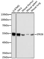 MST4 Antibody in Western Blot (WB)